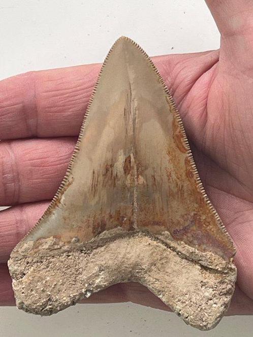Megadolon tand 9,8 cm - Fossiele tand - Carcharocles, Verzamelen, Mineralen en Fossielen