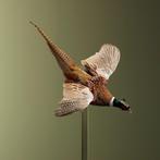 Fazant Vliegend Taxidermie Opgezette Dieren By Max, Ophalen of Verzenden, Nieuw, Vogel, Opgezet dier