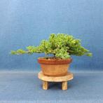Jeneverbes bonsai (Juniperus) - Hoogte (boom): 11 cm -