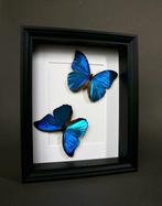 Vlinder Taxidermie volledige montage - Morpho menelaus - 25, Verzamelen, Nieuw