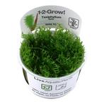 Tropica Taxiphyllum Spiky 1-2-grow! (easy), Dieren en Toebehoren, Nieuw, Verzenden