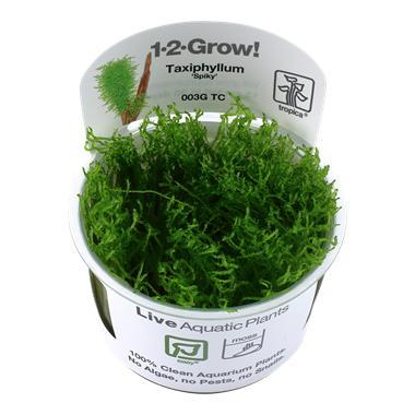 Tropica Taxiphyllum Spiky 1-2-grow! (easy), Animaux & Accessoires, Poissons | Aquariums & Accessoires, Envoi