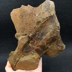 Radiodonte Hurdiid rare - Matrice de plaque fossilisée -