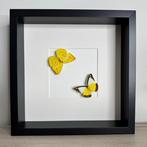 Papillon Support de corps entier pour taxidermie -, Collections, Collections Animaux