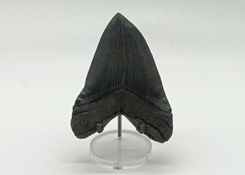 Groot, breed, uniek getand - Fossiele tand - Otodus, Verzamelen, Mineralen en Fossielen