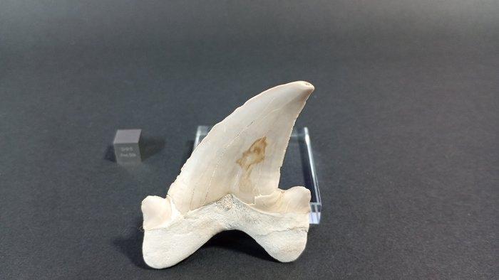 Haai - Fossiele tanden - Otodus Obliquus - 7.5 cm (Zonder, Verzamelen, Mineralen en Fossielen