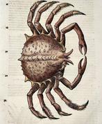 Conrad Gesner (1516-1565) - Spider Crab, Fish, folio with, Antiquités & Art