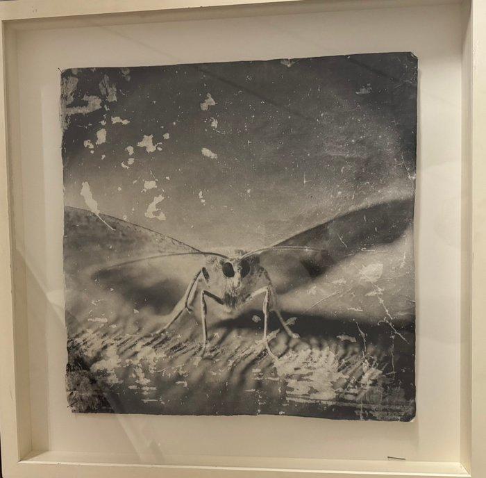 Doug and Mike Starn - Attracted to Light 32, Antiek en Kunst, Kunst | Designobjecten