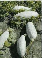 Guatemalan blue banana pompoen basiseenheid, Hobby en Vrije tijd, Nieuw