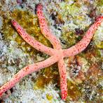 Linckia Multiflora (Zeester), Dieren en Toebehoren, Vissen | Aquariumvissen