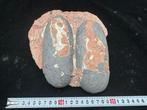 Dinosaurus - Gefossiliseerd ei - Oviraptor sp. - 18 cm - 21