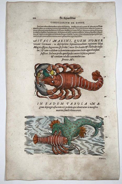 Folio by Conrad Gesner (1516-65) - Sea Monsters, Fish, Antiek en Kunst, Antiek | Boeken en Manuscripten