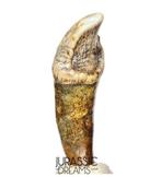 Mooi bewaard gebleven gigantische grotbeer uit de ijstijd