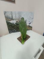 Amazone geel Taxidermie volledige montage - Amazon a, Verzamelen, Nieuw