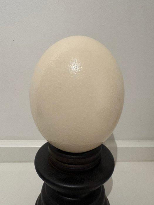 Struisvogel ei op stolp Taxidermie volledige montage -, Verzamelen, Dierenverzamelingen