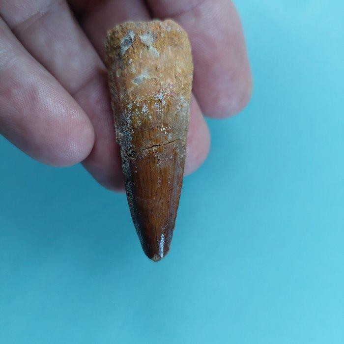 Dinosaurus - Fossiele tand - Spinosaurus aegyptiacus - 55 mm, Verzamelen, Mineralen en Fossielen