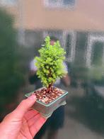 Bonsaï de Cèdre (Cedrus) - Hauteur (arbre) : 14 cm -