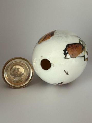sculptuur, Jordan Sheffield Collection - 17 cm - Schelp
