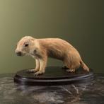 Prairiehond Jong Taxidermie Opgezette Dieren By Max, Ophalen of Verzenden, Nieuw, Wild dier, Opgezet dier