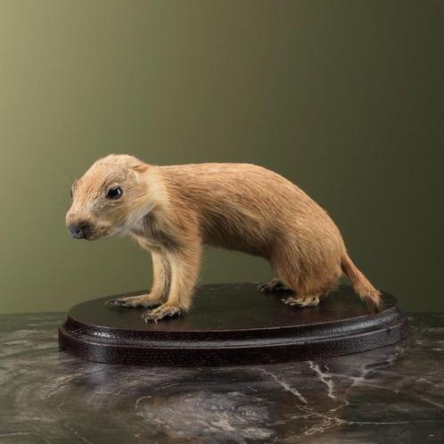 Prairiehond Jong Taxidermie Opgezette Dieren By Max, Verzamelen, Dierenverzamelingen, Opgezet dier, Nieuw, Wild dier, Ophalen of Verzenden