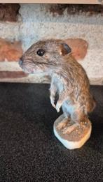Bruine rat - Taxidermie wandmontage - Rattus norvegicus -