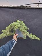Jeneverbes bonsai (Juniperus) - Hoogte (boom): 15 cm -