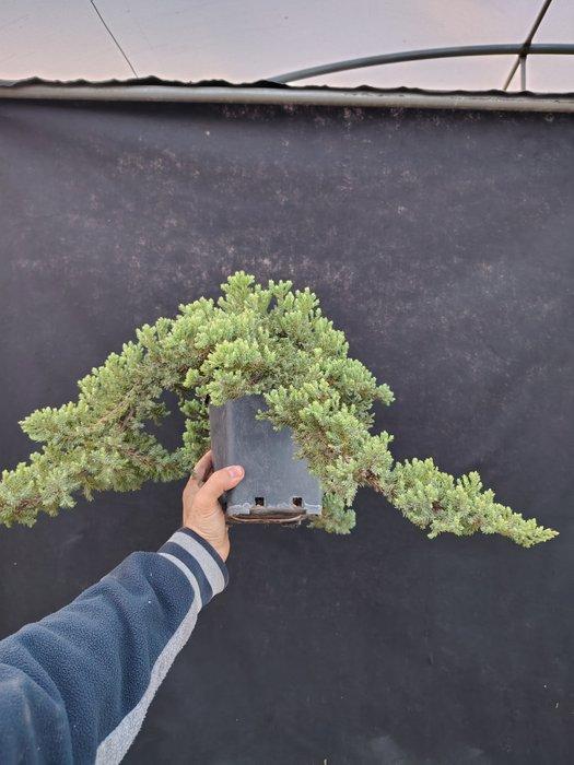 Jeneverbes bonsai (Juniperus) - Hoogte (boom): 15 cm -, Antiek en Kunst, Curiosa en Brocante