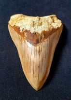 Megalodon - Fossiele tand - 115 mm - 80 mm, Verzamelen, Mineralen en Fossielen