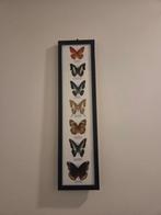 Papillon Support de corps entier pour taxidermie -, Collections