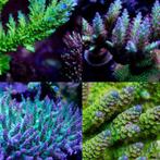 Acropora Pack (3 verschillende kleuren / Grote stukken), Dieren en Toebehoren, Vissen | Vijvervissen