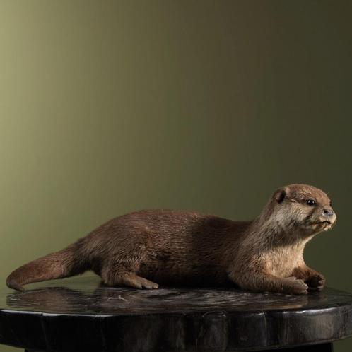 Aziatische Kleinklauwotter, Verzamelen, Dierenverzamelingen, Opgezet dier, Nieuw, Wild dier, Ophalen of Verzenden