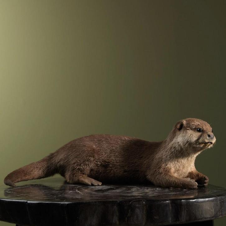 Aziatische Kleinklauwotter, Verzamelen, Dierenverzamelingen, Opgezet dier, Nieuw, Wild dier, Ophalen of Verzenden