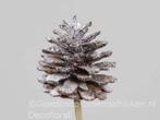 Dennenappels op draad grootverpakking naturel snow doos ca., Nieuw