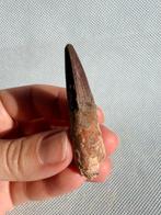 Dinosaurus - Fossiele tand - Spinosaurus aegyptiacus - 5,5, Verzamelen