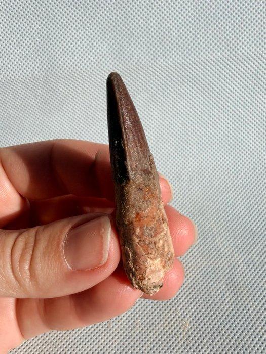 Dinosaurus - Fossiele tand - Spinosaurus aegyptiacus - 5,5, Verzamelen, Mineralen en Fossielen