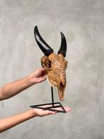 PAS DE PRIX DE RÉSERVE - Crâne de chèvre sculpté brun avec, Antiek en Kunst