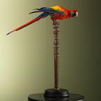 Geelvleugelara Taxidermie Opgezette Dieren By Max, Ophalen of Verzenden, Nieuw, Vogel, Opgezet dier