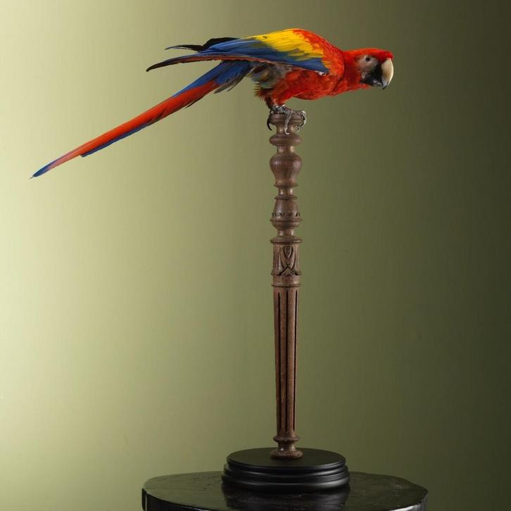 Geelvleugelara Taxidermie Opgezette Dieren By Max, Verzamelen, Dierenverzamelingen, Opgezet dier, Nieuw, Vogel, Ophalen of Verzenden
