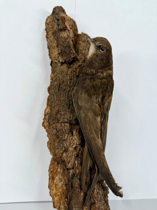 Algemene Gierzwaluw Taxidermie volledige montage - Apus apus, Verzamelen, Dierenverzamelingen