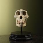 Gorilla Schedel op een standaard - Gorilla gorilla - 26 cm -, Nieuw