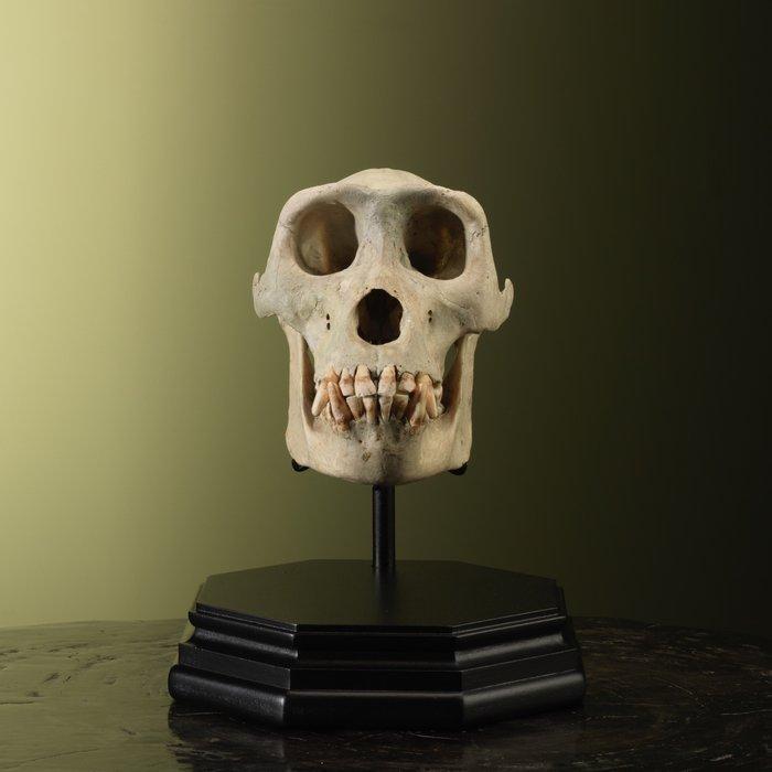 Gorilla Schedel op een standaard - Gorilla gorilla - 26 cm -, Verzamelen, Dierenverzamelingen
