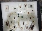 Themacollectie - Volledige lichaam taxidermie
