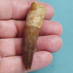 Dinosaurus - Fossiele tand - Spinosaurus aegyptiacus - 70 mm