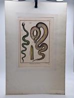 Ecole du XVIIIème siècle - 1 planche dhistoire naturelle, Antiek en Kunst