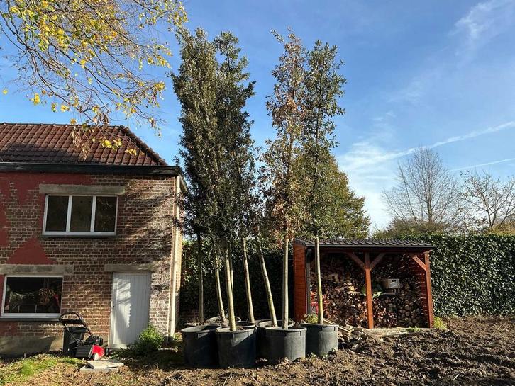 Steeneik Groenblijvende boom (winterhard) (2x), Tuin en Terras, Planten | Bomen
