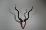 Greater Kudu Crâne - Tragelaphus strepsiceros - 50 cm - 120, Verzamelen, Nieuw