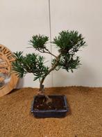 Bonsaï Pin des Bouddhistes (Podocarpus macrophyllus) -