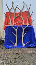 Wapiti - Caribou - Rendier en anderen Hoorns - Cervus, Nieuw