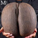Coco De Mer - Coco de Billen De grootste zaad ter wereld -