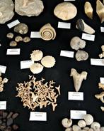 Paleontologische collectie met meer dan 500 stukken. -, Verzamelen, Mineralen en Fossielen